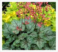 Heuchera Peppermint Spice - Ladybird Nursery