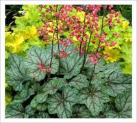 Heuchera Peppermint Spice - Ladybird Nursery