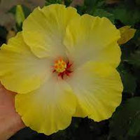 Hibiscus Klahanie Limoncello - Ladybird Nursery