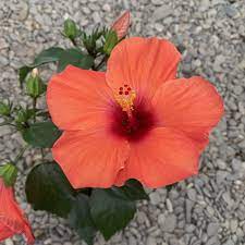 Hibiscus Flamenco™ Hera - Ladybird Nursery