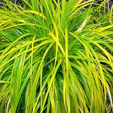 Sedge Evergreen (Carex oshimensis) - Ladybird Nursery