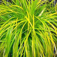Sedge Evergreen (Carex oshimensis) - Ladybird Nursery