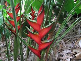 Heliconia bihai 'Claw I'