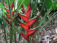 Heliconia bihai 'Claw I'