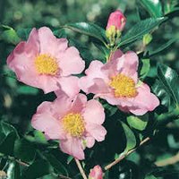 Sasanqua Camellia Bert Jones (Camellia sasanqua)