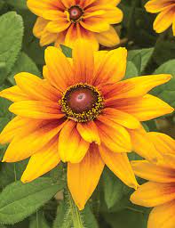 Rudbeckia Sunbeckia Black - eyed Susan Carla - Ladybird Nursery