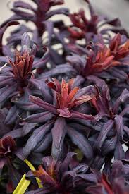 Ruby Glow Wood Spurge (Euphorbia amygdaloides) - Ladybird Nursery