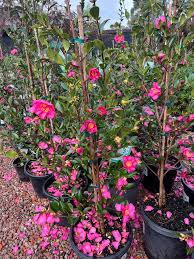Sasanqua Camellia Assorted (Camellia sasanqua) - Ladybird Nursery