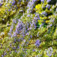 Rosemary Semi Prostrate (Rosmarinus officinalis)