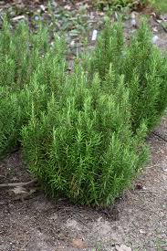 Rosemary Salem (Rosmarinus officinalis) - Ladybird Nursery