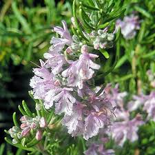 Rosemary Pink (Rosmarinus officinalis)
