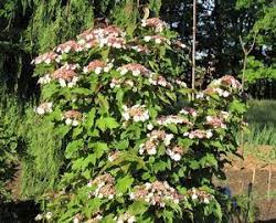 Sargent Viburnum Onondaga (Viburnum sargentii) - Ladybird Nursery