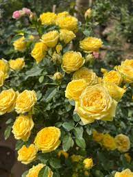 Rose Terrazza® Festival (Rosa) - Ladybird Nursery