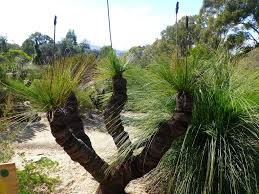 Grass Tree (Xanthorrhoea johnsonii) - Ladybird Nursery