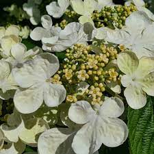 Japanese Snowball Mariesii (Viburnum plicatum) - Ladybird Nursery