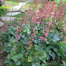 Heuchera Peppermint Spice