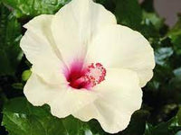 Hibiscus Klahanie Limoncello