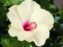 Hibiscus Klahanie Limoncello - Ladybird Nursery