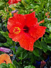 Hibiscus Rio Clara Flaming Glory - Ladybird Nursery