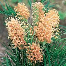 Grevillea Showtime - Ladybird Nursery