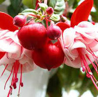Assorted (Fuchsia) - Ladybird Nursery