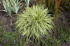 Sedge Ever Gold (Carex oshimensis)