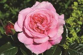 Rose Showpiece™ Blush (Rosa) - Ladybird Nursery