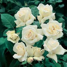 Rose Pascali 2 ft Standards (Rosa) - Ladybird Nursery