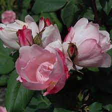Rose RADYOD Blushing Knockout® (Rosa) - Ladybird Nursery