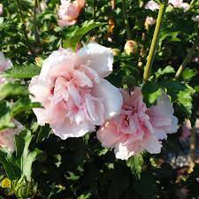 Rose of Sharon Double Pale Pink (Hibiscus syriacus) - Ladybird Nursery