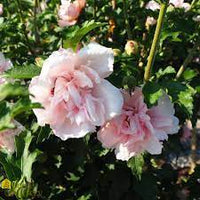 Rose of Sharon Double Pale Pink (Hibiscus syriacus)