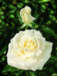 Rose John F Kennedy (Rosa) - Ladybird Nursery