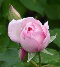 Rose Montville (Rosa)