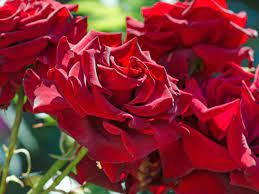 Rose Kardinal 2 ft Standards (Rosa) - Ladybird Nursery