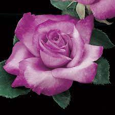 Rose Fragrant Plum (Rosa)