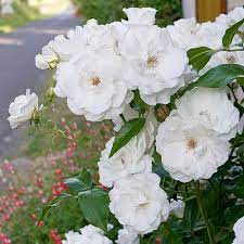 Rose Iceberg (Rosa)
