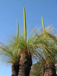 Grass Tree (Xanthorrhoea johnsonii) - Ladybird Nursery