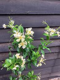 Star Jasmine Yellow (Trachelospermum jasminoides) - Ladybird Nursery