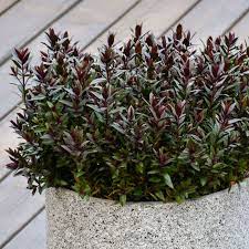 Hebe Chocolate Box Strawberry Truffle