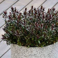 Hebe Chocolate Box Strawberry Truffle