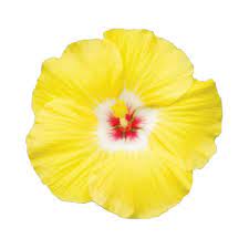 Hibiscus Klahanie Granada - Ladybird Nursery