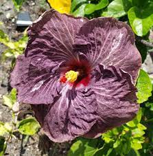 Hibiscus Flamenco™ Dark Graces - Ladybird Nursery