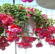 Assorted (Fuchsia) - Ladybird Nursery