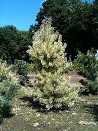 Scots Pine Inverleith (Pinus sylvestris) - Ladybird Nursery