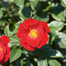 Rose Flower Carpet Red (Rosa)