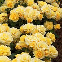 Rose Gold Bunny (Rosa)