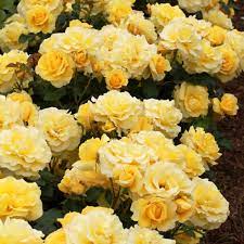 Rose Gold Bunny (Rosa) - Ladybird Nursery