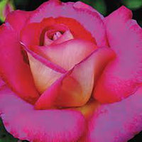 Rose Fionas Wish 2 ft Standards (Rosa) - Ladybird Nursery