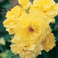 Rose Friesia 2 ft Standards (Rosa)