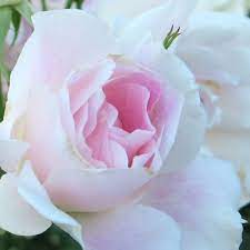 Rose 'Blushing Pink Iceberg' - Ladybird Nursery